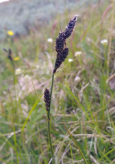 Carex bigelowii arctisibirica