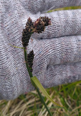 Carex bigelowii arctisibirica