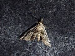 Sufetula