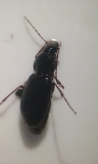 Platyninae
