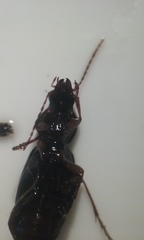 Platyninae