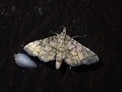 Lamprosema