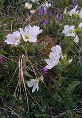 Cerastium maximum