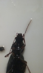Platyninae