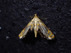 Nymphicula