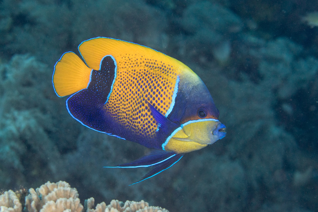 Bluegirdled Angelfish