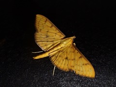 Endocrossis caldusalis