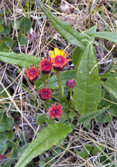 Tephroseris integrifolia atropurpurea
