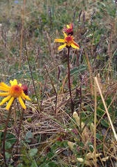 Tephroseris integrifolia atropurpurea