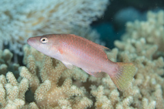 Oxycheilinus orientalis