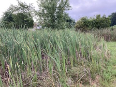Typha × glauca