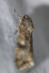 Heliothis punctifera