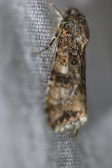 Heliothis punctifera