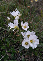 Cerastium maximum