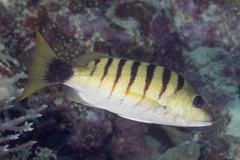Lutjanus semicinctus