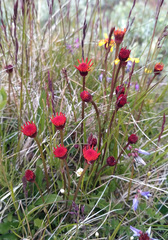 Tephroseris integrifolia atropurpurea