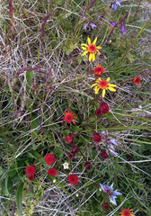 Tephroseris integrifolia atropurpurea