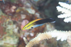 Labroides pectoralis