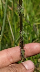 Pedicularis attollens