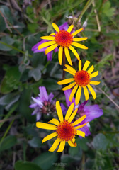 Tephroseris integrifolia atropurpurea