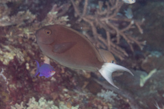 Acanthurus thompsoni