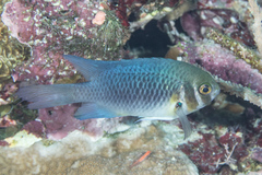 Neoglyphidodon mitratus