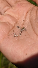 Pedicularis attollens