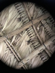 Emballonuridae