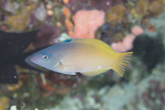 Halichoeres prosopeion