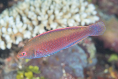 Cirrhilabrus beauperryi