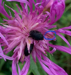 Olibrus semistriatus