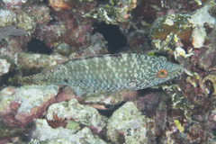 Oxycheilinus celebicus