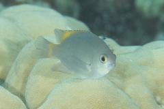 Pomacentrus lepidogenys