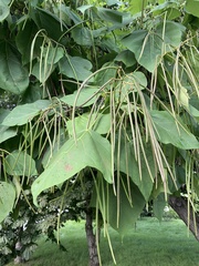 Catalpa