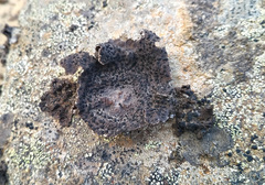 Umbilicaria proboscidea