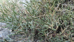 Selaginella sanguinolenta