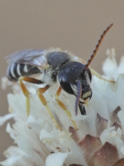Halictus simplex