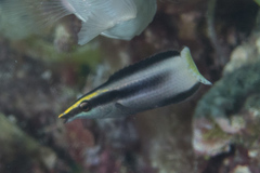 Labroides bicolor