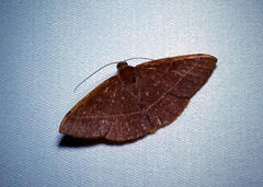 Episemasia