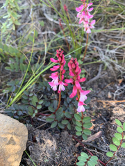 Indigofera brendae