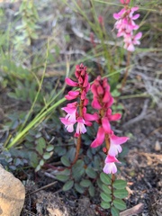 Indigofera brendae