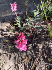 Indigofera brendae