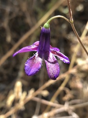 Conanthera campanulata