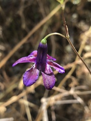 Conanthera campanulata