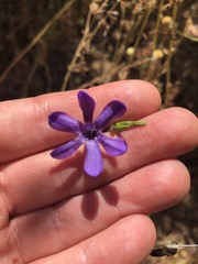 Conanthera campanulata