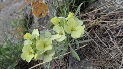 Erysimum flavum altaicum