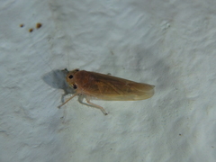 Phlogotettix cyclops