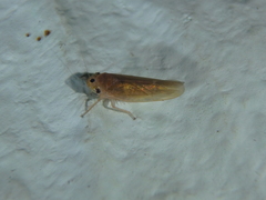 Phlogotettix cyclops