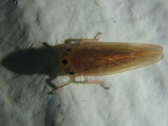 Phlogotettix cyclops