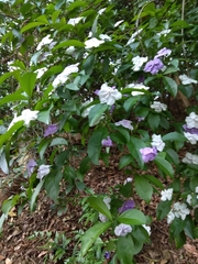 Brunfelsia uniflora